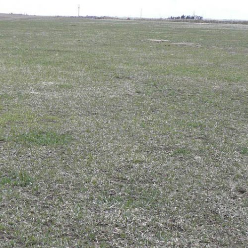 Large open field with short green grass