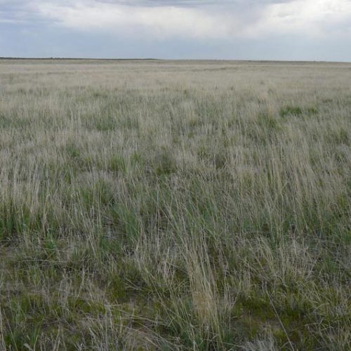 Large open field with a small hill in the far distance