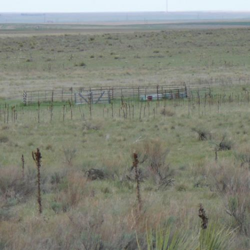 Field with a few bushes and a cattle trough