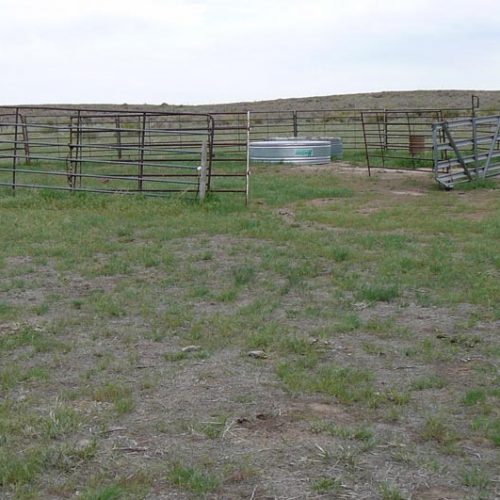 Cattle trough inside a pen