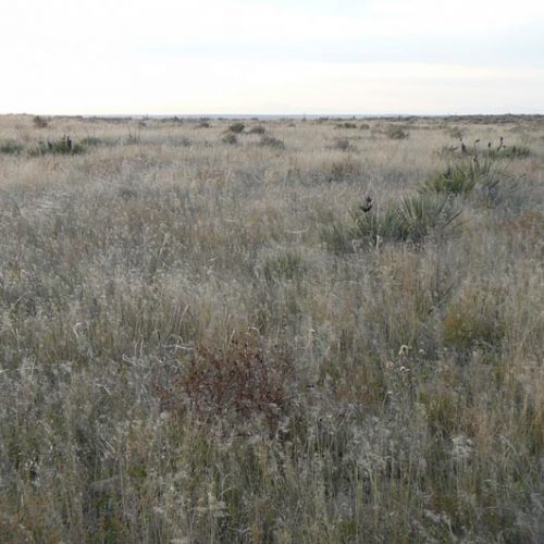 Field with tall grass and bushes