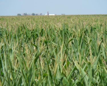 An up-close photo of corn stalks