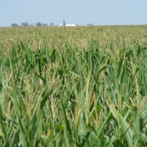 An up-close photo of corn stalks